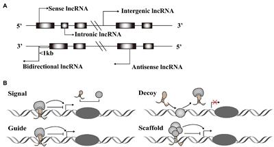 Long Noncoding RNAs: Novel Important Players in Adipocyte Lipid Metabolism and Derivative Diseases